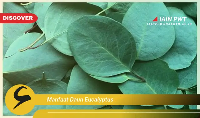 manfaat daun eucalyptus