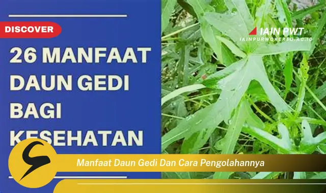 manfaat daun gedi dan cara pengolahannya