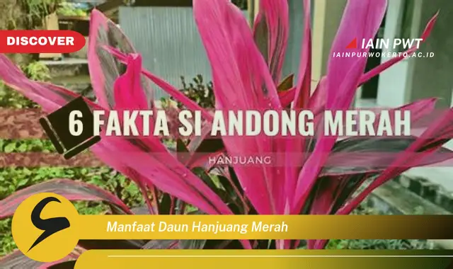 manfaat daun hanjuang merah