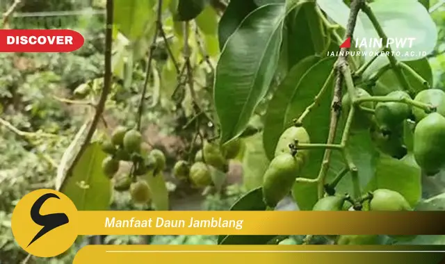 manfaat daun jamblang