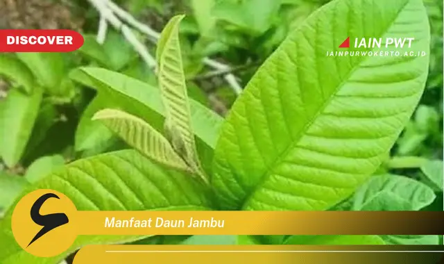 manfaat daun jambu