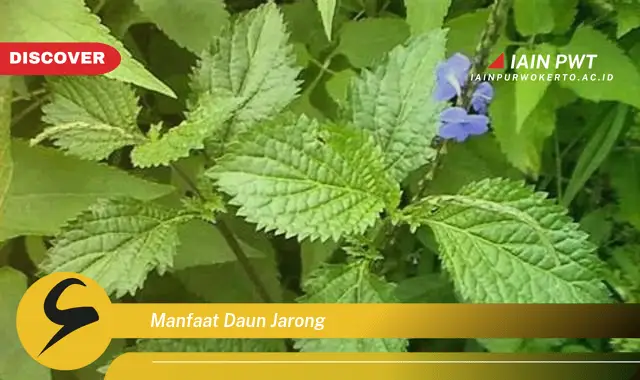 manfaat daun jarong