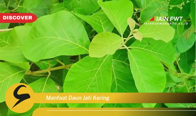 manfaat daun jati kering