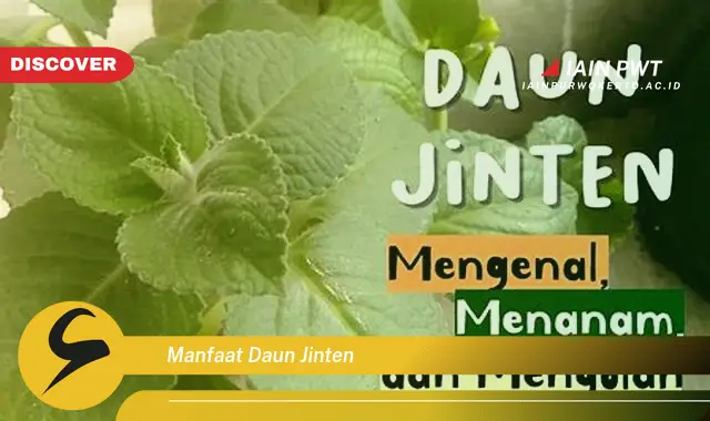 manfaat daun jinten