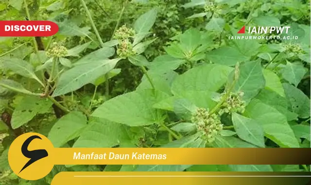 manfaat daun katemas