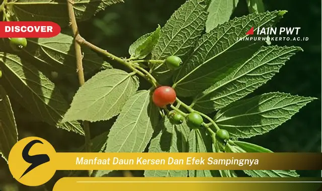 manfaat daun kersen dan efek sampingnya