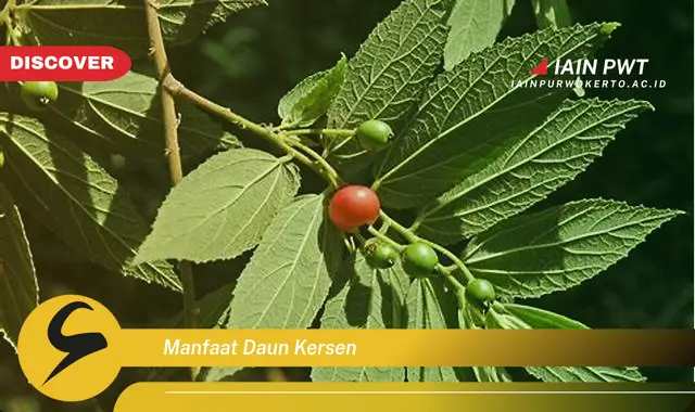 manfaat daun kersen