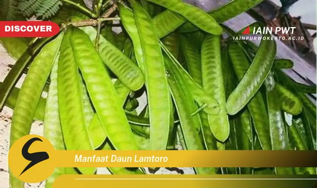 manfaat daun lamtoro