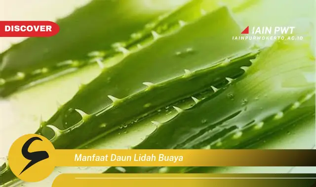 manfaat daun lidah buaya