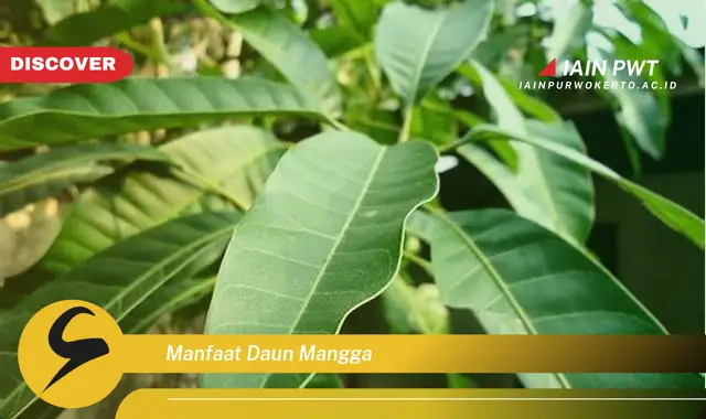 manfaat daun mangga