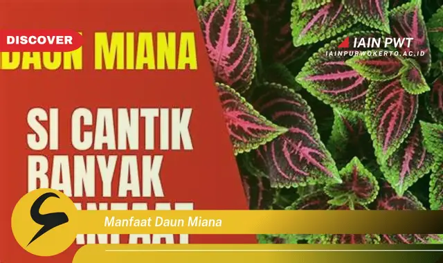 manfaat daun miana