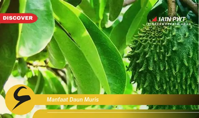 manfaat daun muris