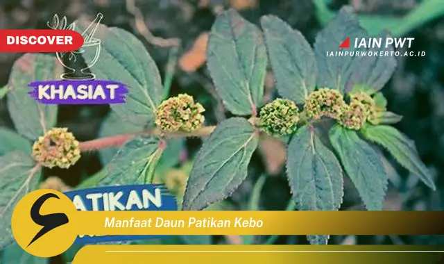 manfaat daun patikan kebo