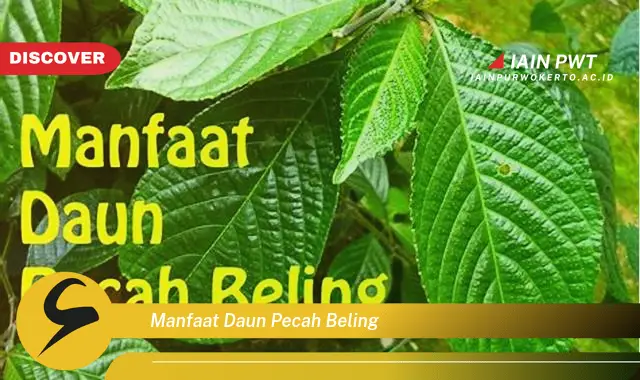 manfaat daun pecah beling