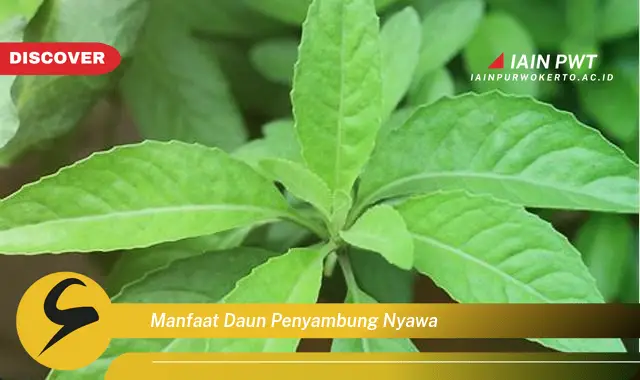 manfaat daun penyambung nyawa