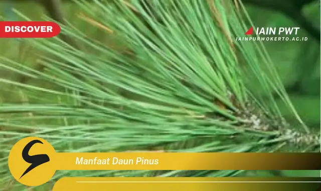 manfaat daun pinus