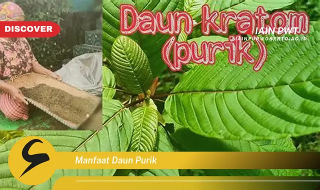 manfaat daun purik