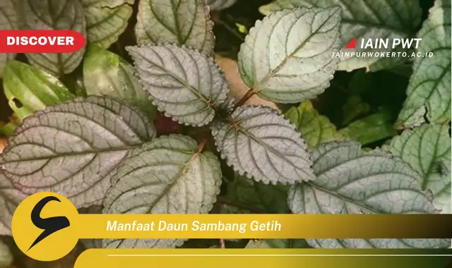 manfaat daun sambang getih