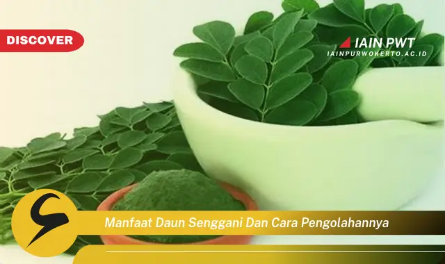 manfaat daun senggani dan cara pengolahannya