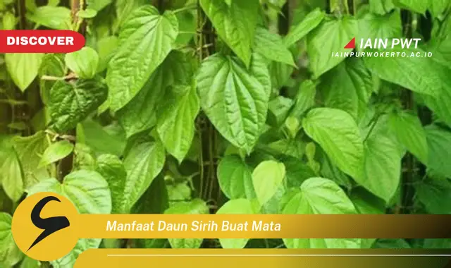 manfaat daun sirih buat mata