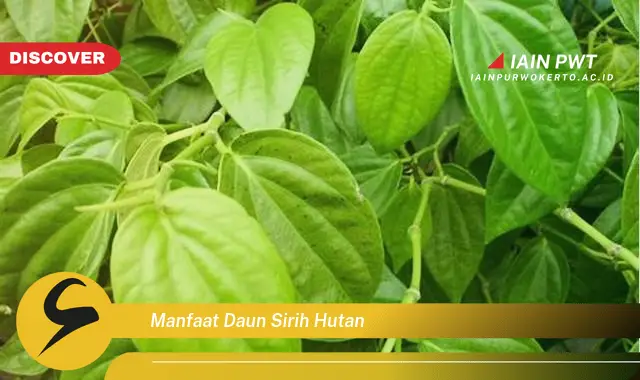 manfaat daun sirih hutan