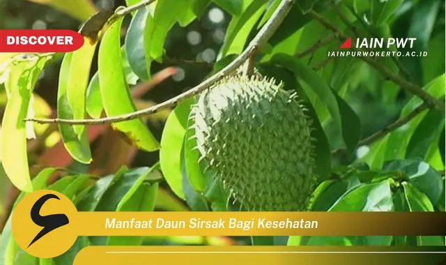 manfaat daun sirsak bagi kesehatan