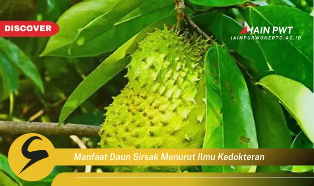 manfaat daun sirsak menurut ilmu kedokteran