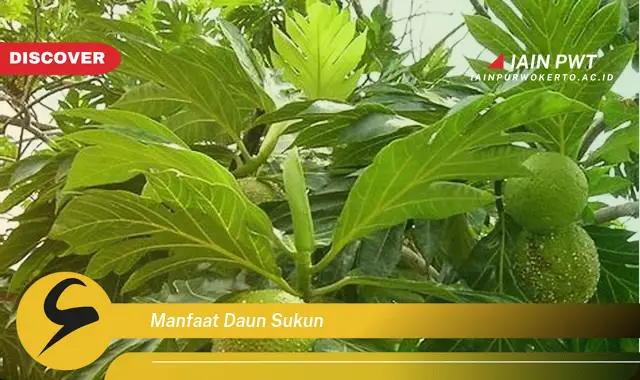 manfaat daun sukun