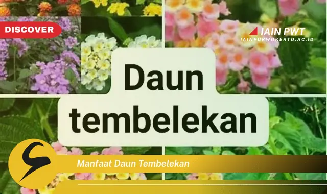 manfaat daun tembelekan