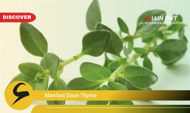 manfaat daun thyme