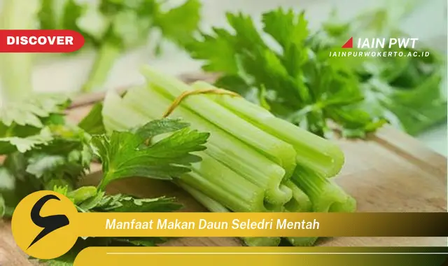 manfaat makan daun seledri mentah