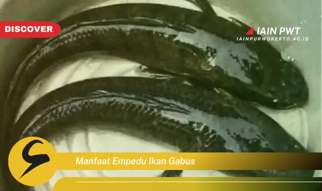 manfaat empedu ikan gabus manfaat empedu ikan gabus