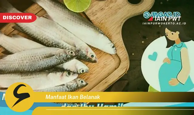 manfaat ikan belanak