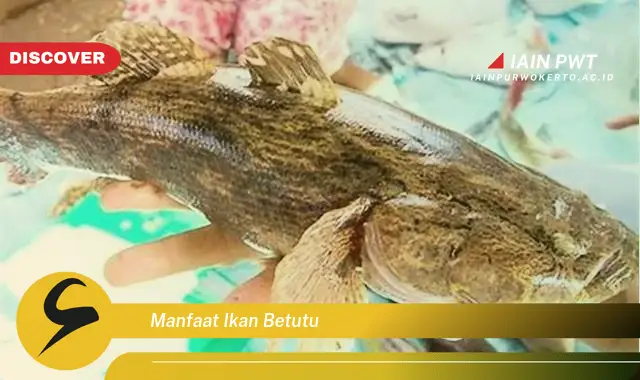 manfaat ikan betutu