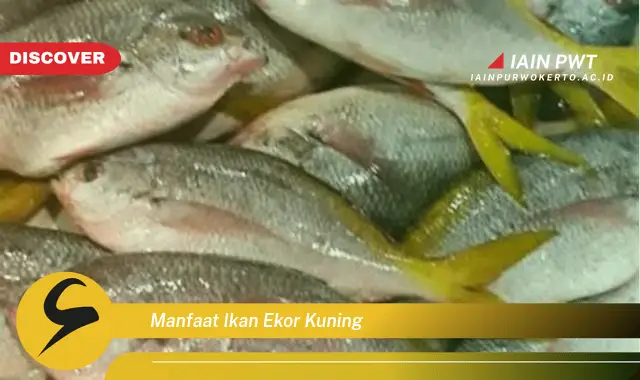 manfaat ikan ekor kuning