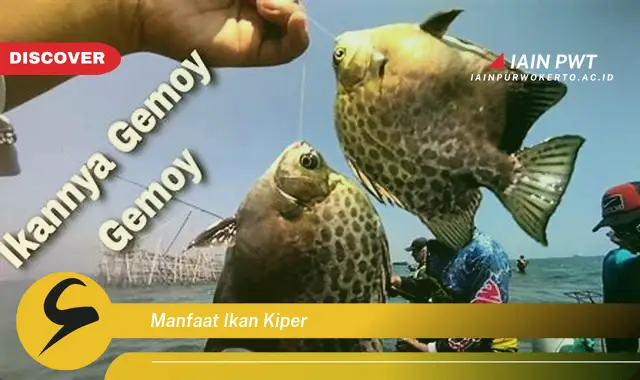 manfaat ikan kiper