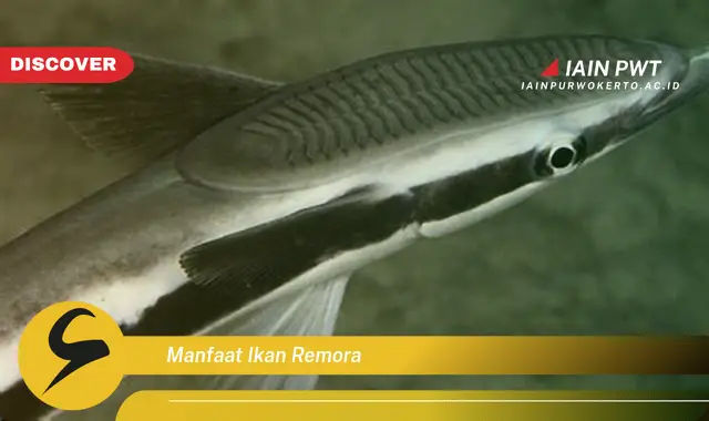 manfaat ikan remora