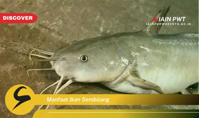 manfaat ikan sembilang