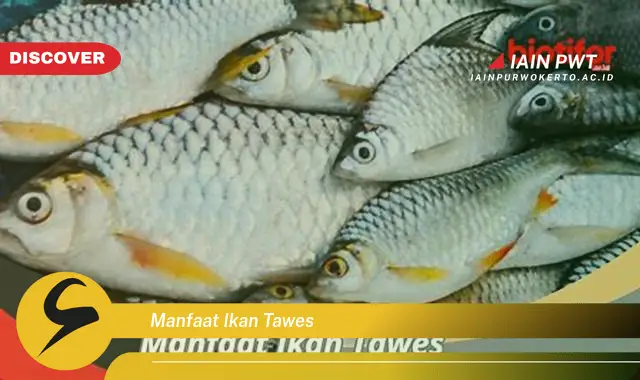 manfaat ikan tawes