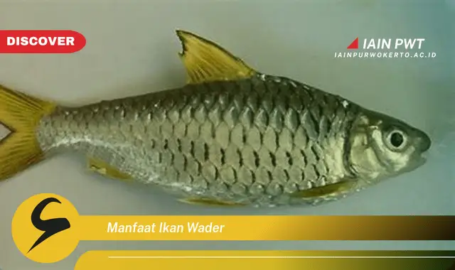 manfaat ikan wader