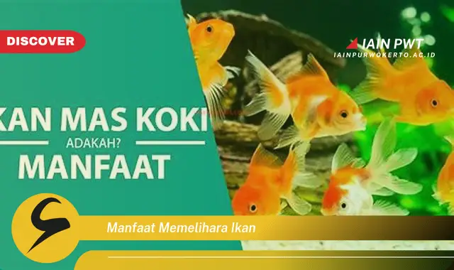 manfaat memelihara ikan