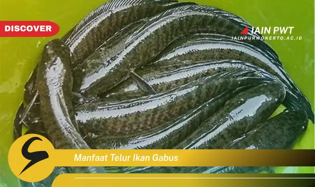 manfaat telur ikan gabus