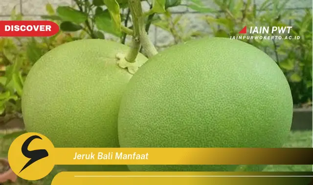 jeruk bali manfaat