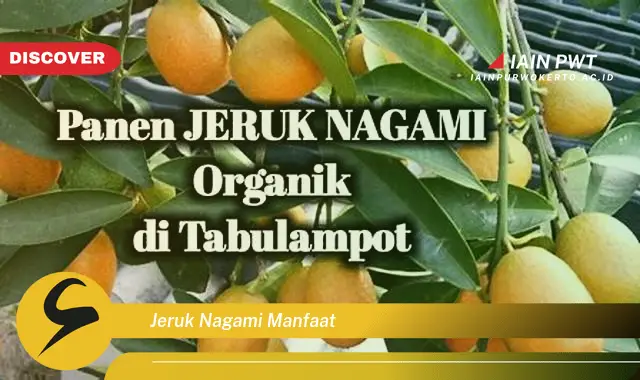 jeruk nagami manfaat