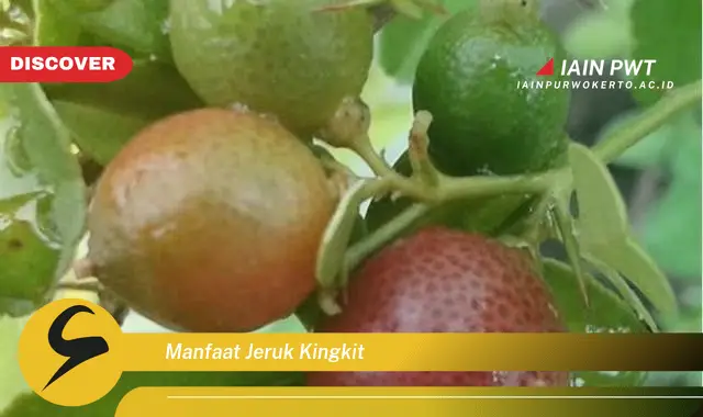 manfaat jeruk kingkit