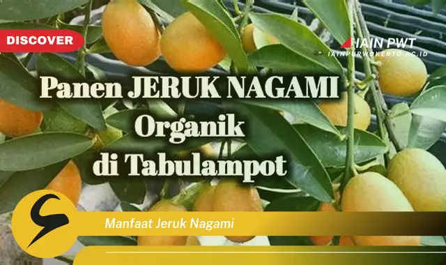 manfaat jeruk nagami