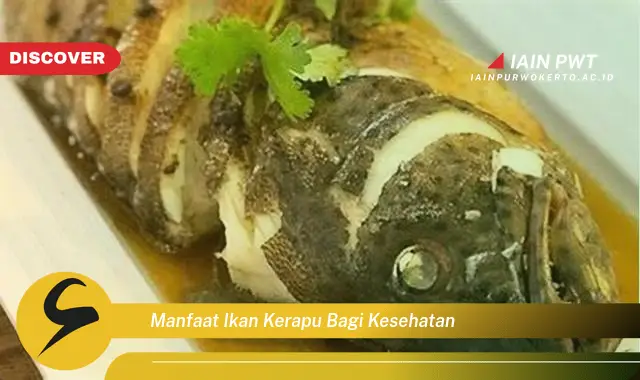 manfaat ikan kerapu bagi kesehatan