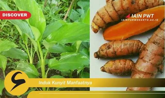 induk kunyit manfaatnya induk kunyit manfaatnya