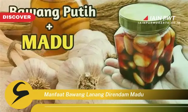 manfaat bawang lanang direndam madu