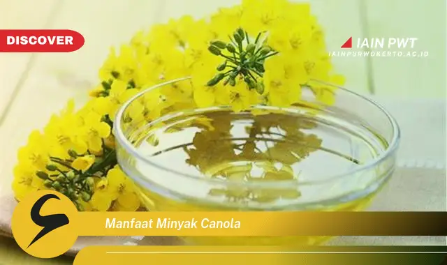 manfaat minyak canola